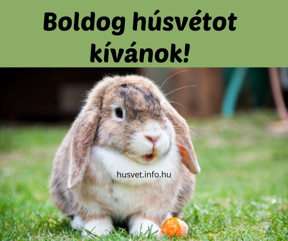 boldog húsvétot kívánok nyuszi